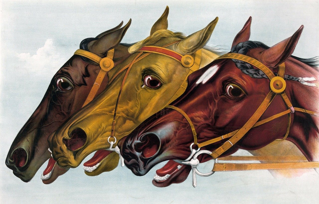 Hallo liebe Freunde des Pferdesports!